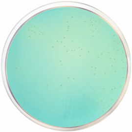 WL Differencial Agar 500 G