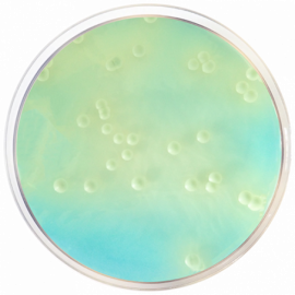 Agar Nutriente W.L. 